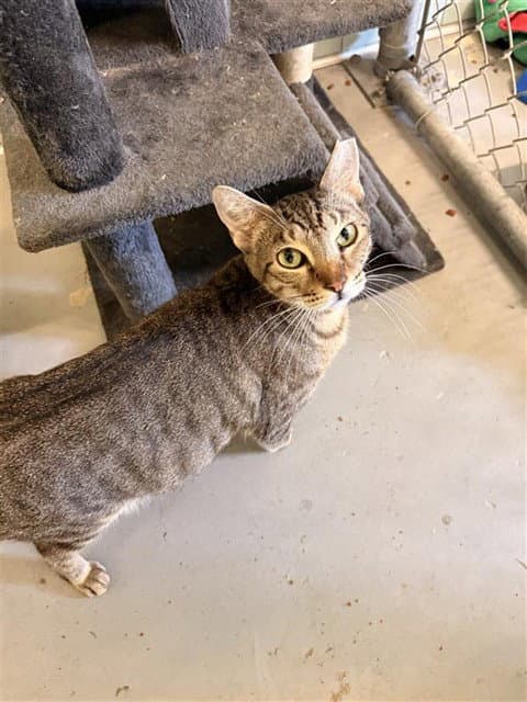 Unk  Momma - Domestic Short Hair