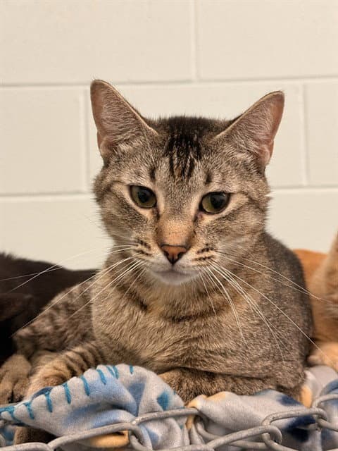 Missy Unk  A - Domestic Short Hair