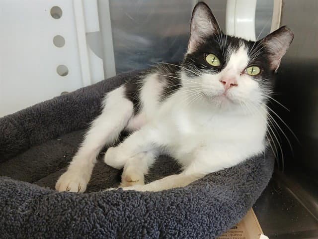 Sheryl Momma - Domestic Short Hair