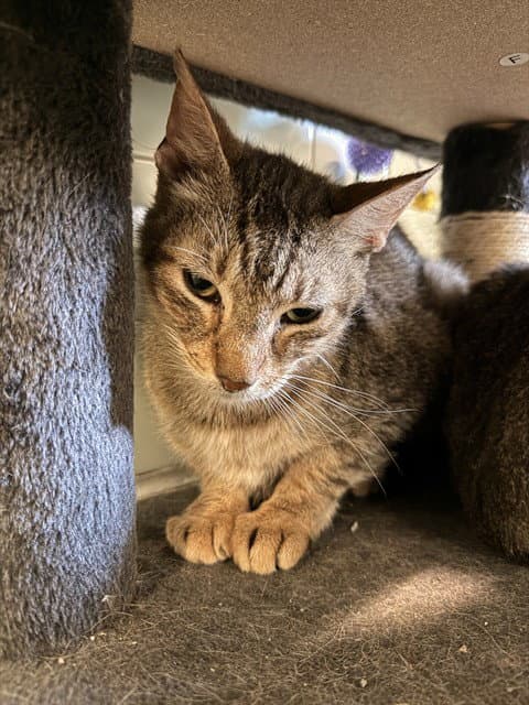 Lionel Unk - Domestic Short Hair