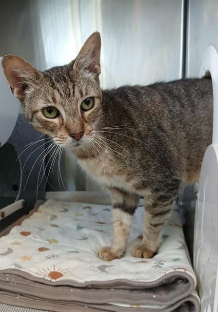 Lionel Unk - Domestic Short Hair