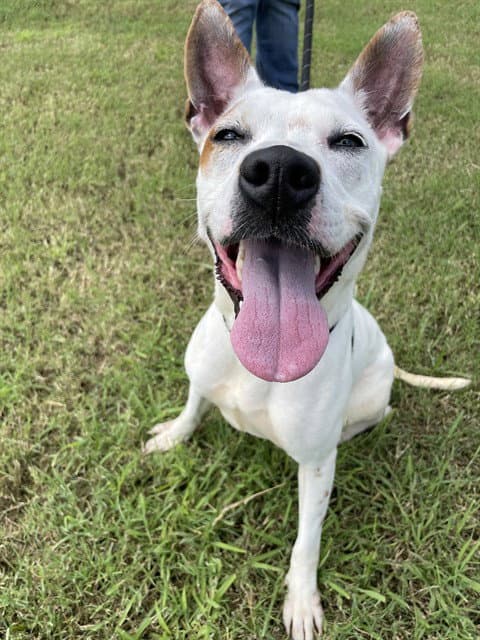 Sealy Wealy - American Pit Bull Terrier