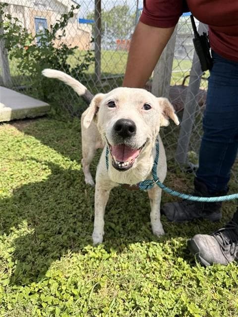 Patty Cake - Labrador Retriever