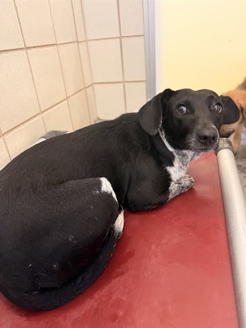 Halsey - Australian Cattle Dog/Blue Heeler