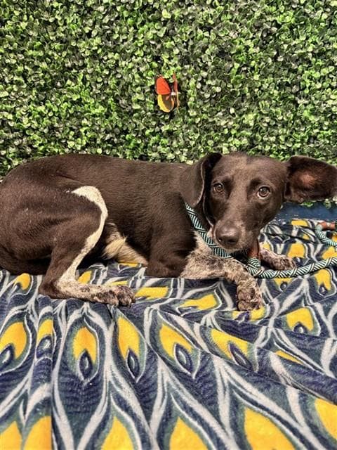 Halsey - Australian Cattle Dog/Blue Heeler