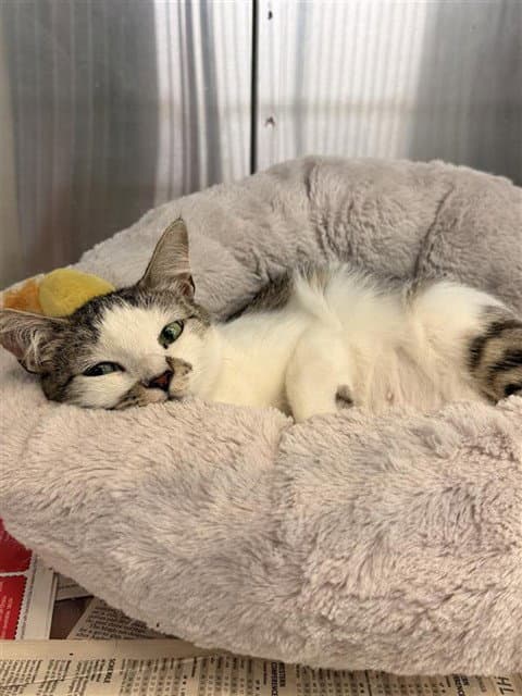 Sarah - Domestic Short Hair