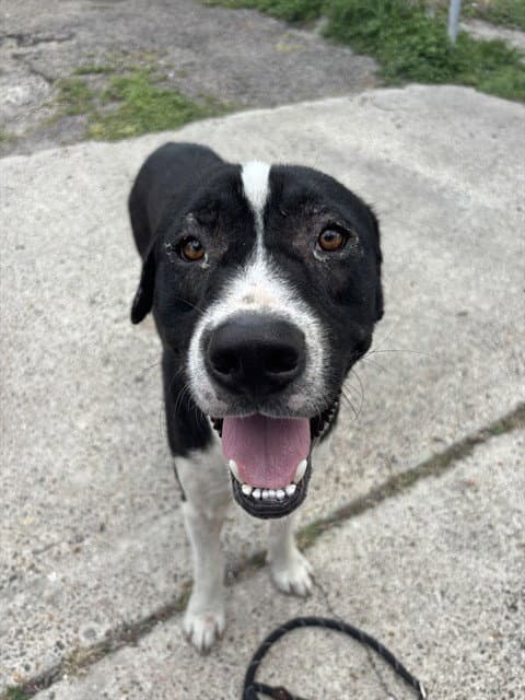 Jester - Labrador Retriever