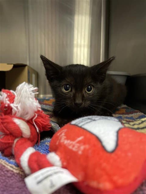 Whatakitten - Domestic Short Hair