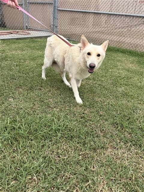 Brandesky - German Shepherd Dog