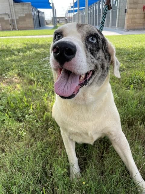 Angel - Australian Cattle Dog/Blue Heeler