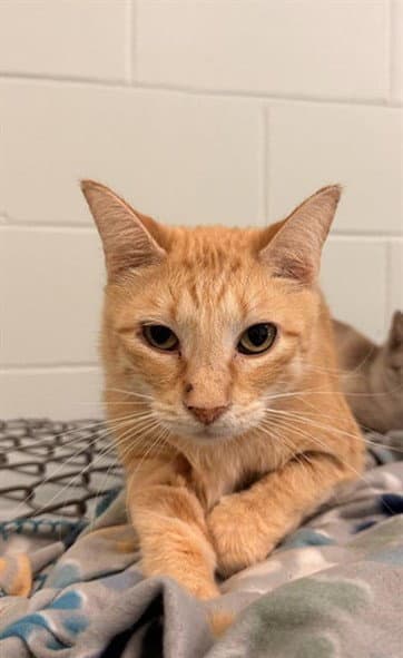 Lil Garfield - Domestic Short Hair