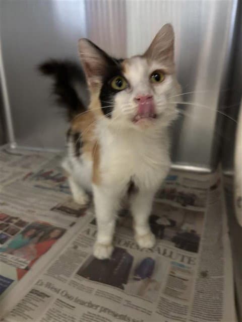 Pretty Girl - Domestic Medium Hair
