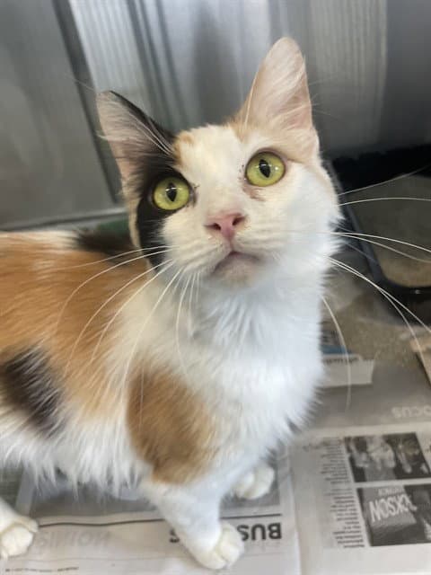 Pretty Girl - Domestic Medium Hair
