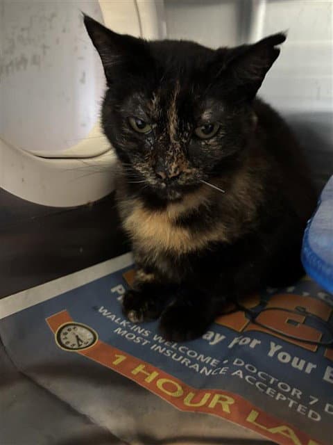 Unk  Torti - Domestic Short Hair