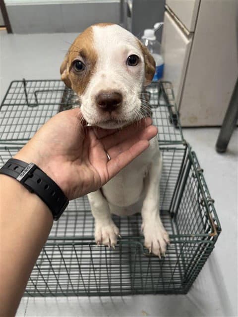 Maple - American Pit Bull Terrier