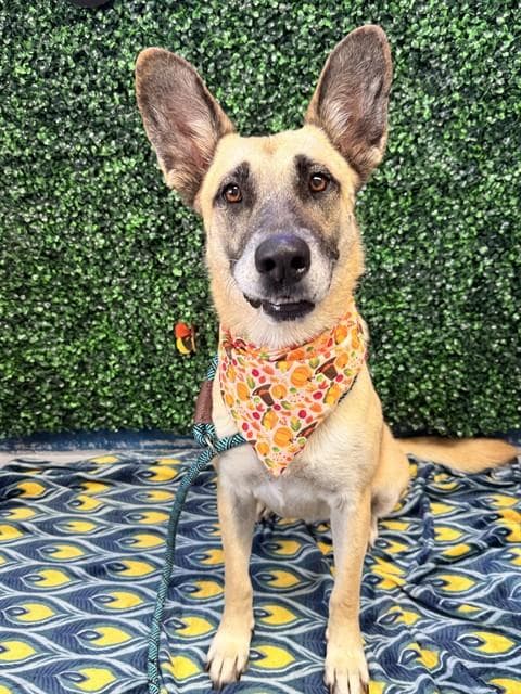 Herra - German Shepherd Dog