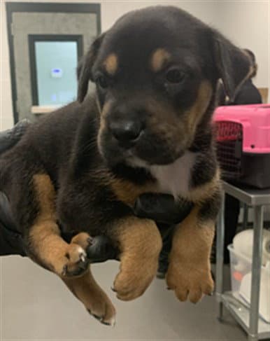 Biscotti - German Shepherd Dog