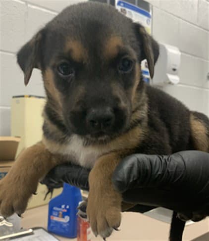 Cannoli - German Shepherd Dog