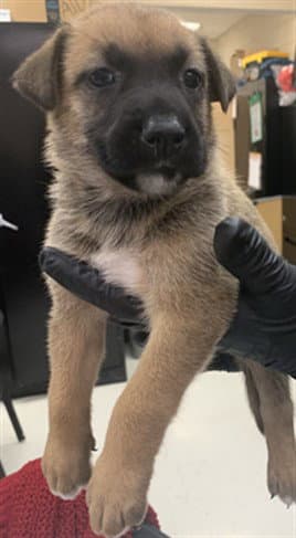 Eclair - German Shepherd Dog