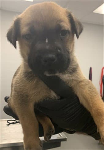 Fritter - German Shepherd Dog