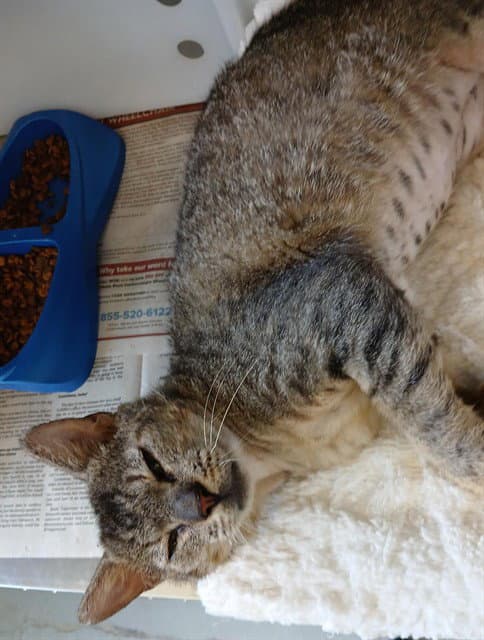 Twinkle Toes - Domestic Short Hair