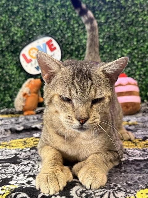 Twinkle Toes - Domestic Short Hair