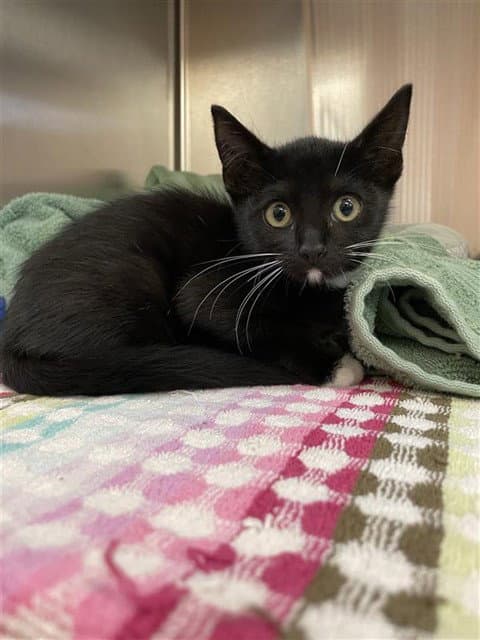 Tundra - Domestic Short Hair