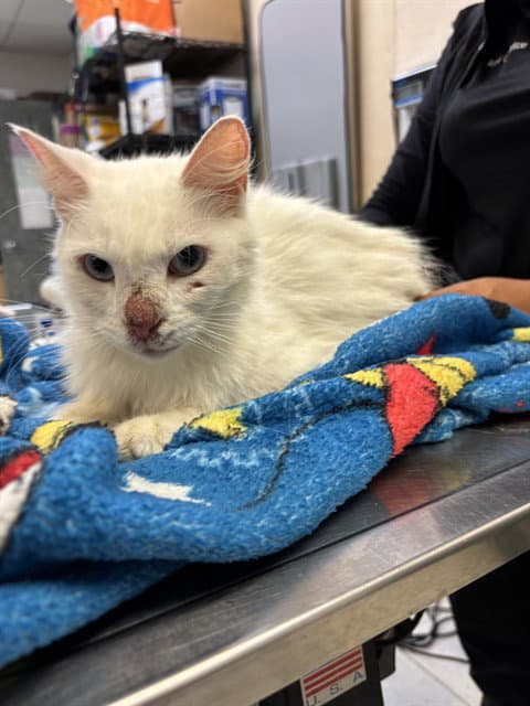 Eva Longfuria - Domestic Medium Hair