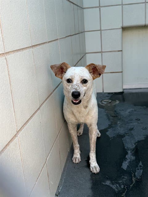 Mona Lisa - Australian Cattle Dog/Blue Heeler