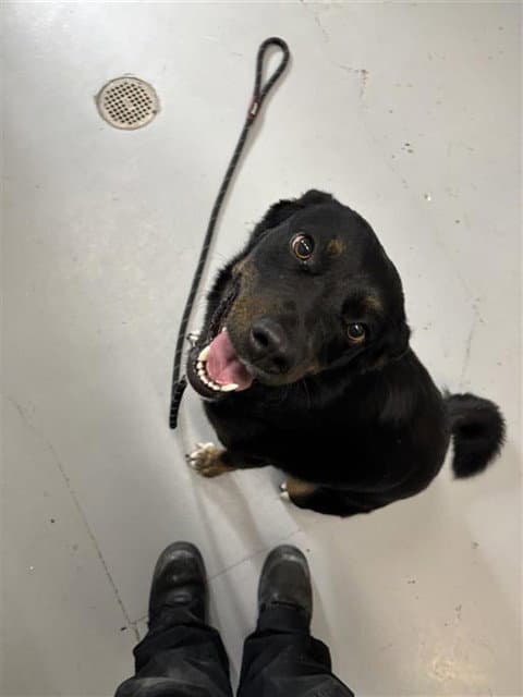 Ivy - Border Collie