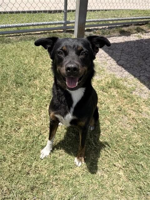 Ivy - Border Collie