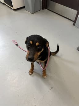 Molly image 1