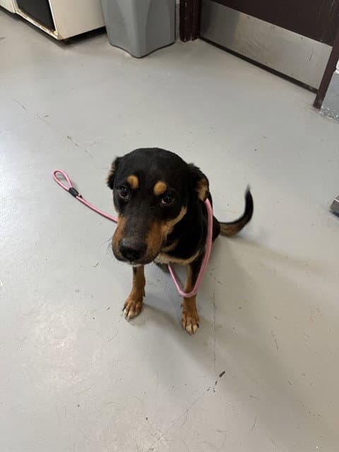 Molly - Australian Cattle Dog/Blue Heeler