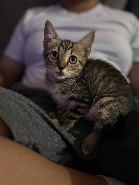 Sewzi - Domestic Short Hair