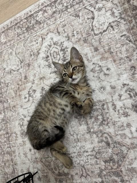 Sewzi - Domestic Short Hair