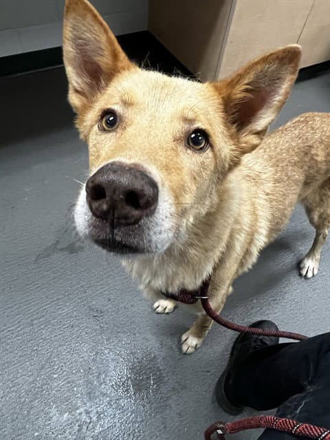 Ace - German Shepherd Dog