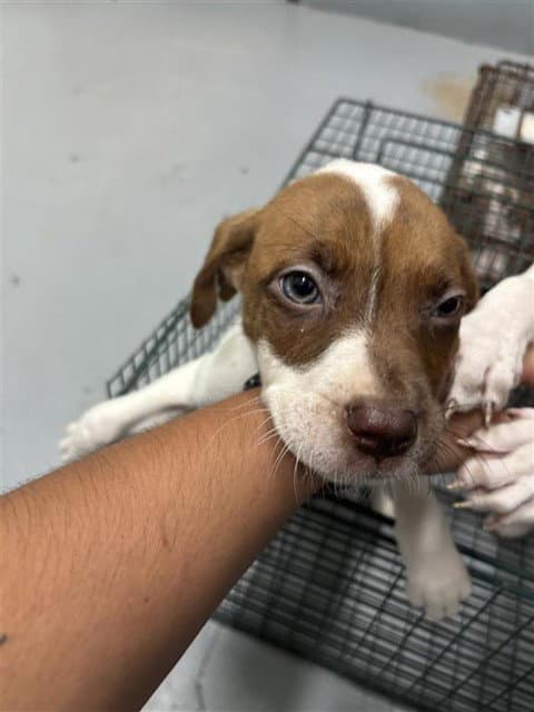 Corinne - American Pit Bull Terrier