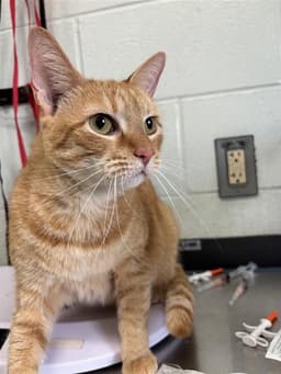 Orange Cat image 1