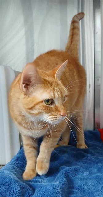 Orange Cat - Domestic Short Hair