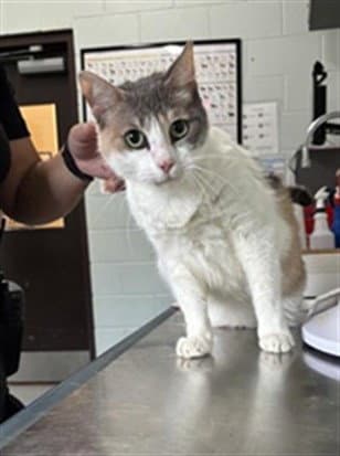 Angel - Domestic Short Hair