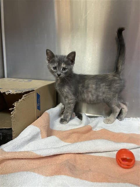 Sansa - Domestic Short Hair