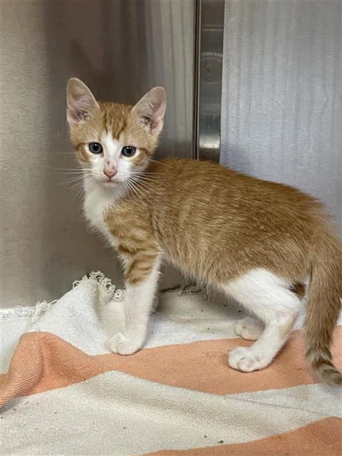 Joffrey - Domestic Short Hair