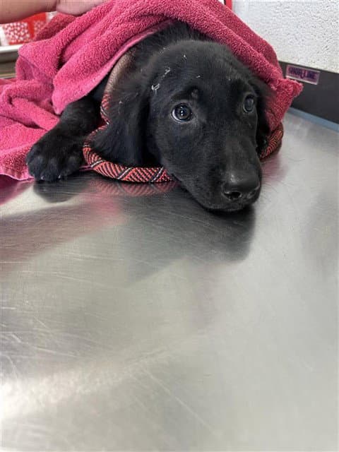 Swift - Labrador Retriever