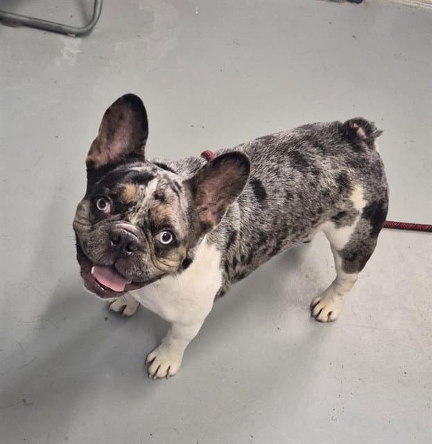 Scrim - French Bulldog