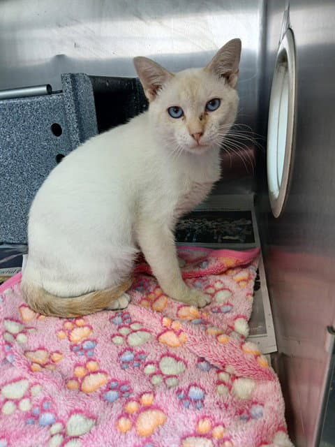 Snowball - Domestic Short Hair