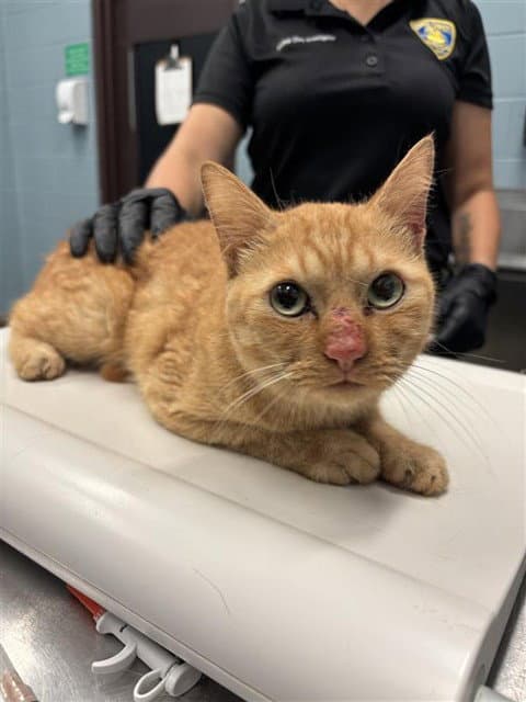 Murex - Domestic Short Hair