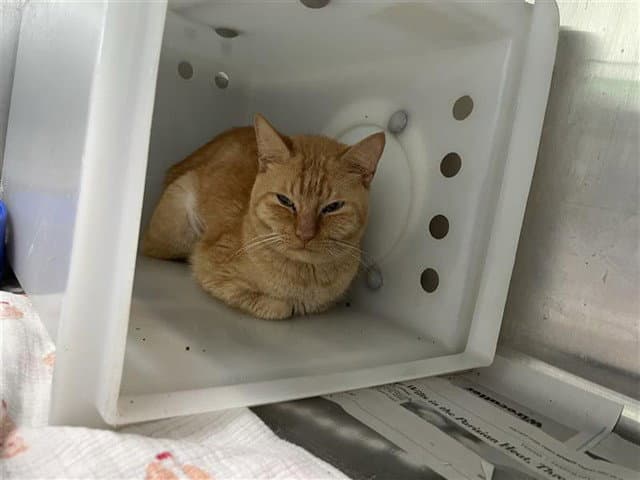 Murex - Domestic Short Hair