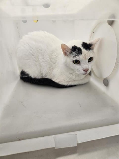 Kini - Domestic Short Hair