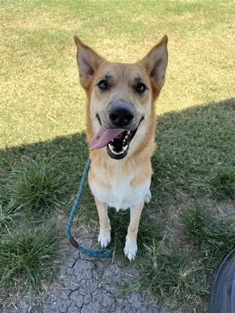 Freya - German Shepherd Dog