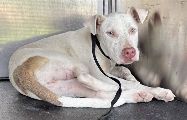 Alexa - American Pit Bull Terrier